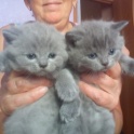 Британские котята, фотография 1