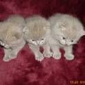 Британские котята., фотография 3