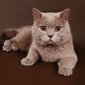 Британские котята., фотография 4