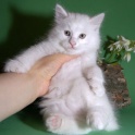 Курильский бобтейл Белый котик шоу-класса с документами, фотография 4
