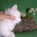 Курильский бобтейл Белый котик шоу-класса с документами, фотография 5
