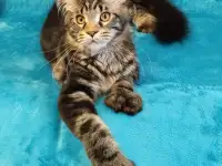 Котят Мейн Кун, фотография 2