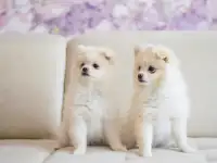 Продажа щенков померанского шпица, фотография 6