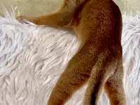 Абиссинские котята, фотография 4