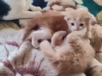 Отдам котят, фотография 4