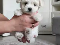 Щенки мальтийской балонки, фотография 4