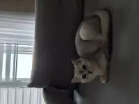 Котик