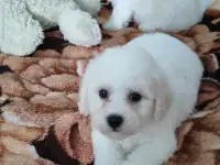 Щенки Бишон фризе, фотография 2