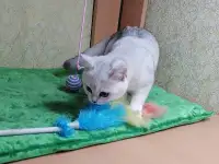 Британские котята, фотография 3