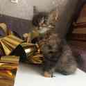 Котята в дар