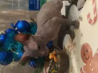 Котята донского сфинкса, фотография 3