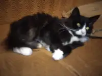Потерялась кошечка, фотография 2