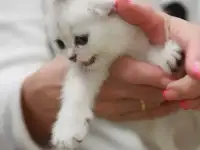 Котята шотландские