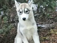 Щеночки хаски. Документы, питомник, фотография 3