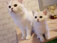 Британская кошечка, фотография 5