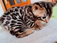 Бенгальские  котята, фотография 3