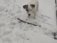 Отдам в хорошие руки., фотография 1