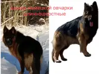 Немецкая овчарка, фотография 2