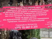 Срочно!!! Три милые девочки ищут дом., фотография 2