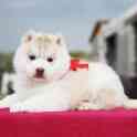 Питомник Wol*fs Trail предлагает шикарных щенков хаски,самоедов,маломутов. , фотография 1