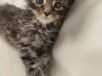 Котята Мейн-кун, фотография 6
