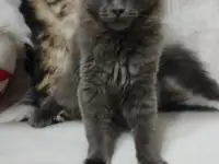 Мейн кун, фотография 4