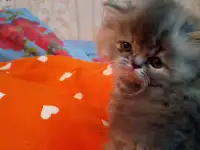 Экзотические плюшевые короткошетстные мраморные котята экстрималы, фотография 2