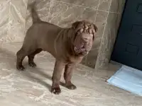 Щенок Шарпея