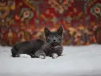 Маленький котенок Фунтик ищет дом!, фотография 9