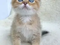 Шотландские котята ЗОЛОТАЯ ШИНШИЛЛА, фотография 11