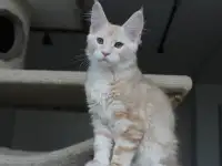 Мейн-кун котенок!, фотография 2