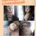 шотландский  вислоухий котик, фотография 4