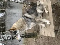 Чехословацкий влчак