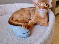 Котята, фотография 3