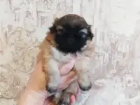 М.т.. продам щенков породы пекинес.есть мальчики и девочки, фотография 4