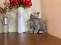 Британские котята, фотография 5