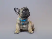 Милые французики, фотография 5