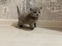 Котята шотланской прямоухой, фотография 5