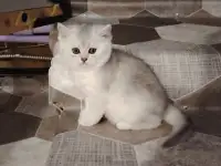 Шотландский котенок, кот., фотография 3