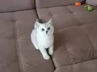 Британские котята, фотография 3