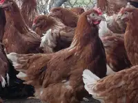 Куры несушки молодушки