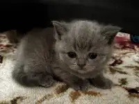Котята шотландские, фотография 5