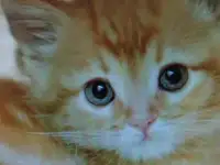 Отдам котят