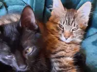 Малышка Дина Ищет дом!, фотография 5