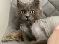 ТИШКА ИЩЕТ ДОМ, фотография 3