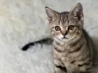 Шотландская прямоухая кошка, котенок страйт, окрас SFS 71 n24