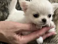 Микро чихуахуа