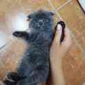 Британский котенок, фотография 7
