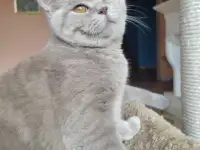 Британские котята, фотография 3