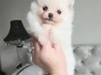 Померанский шпиц ,мини мальчик.